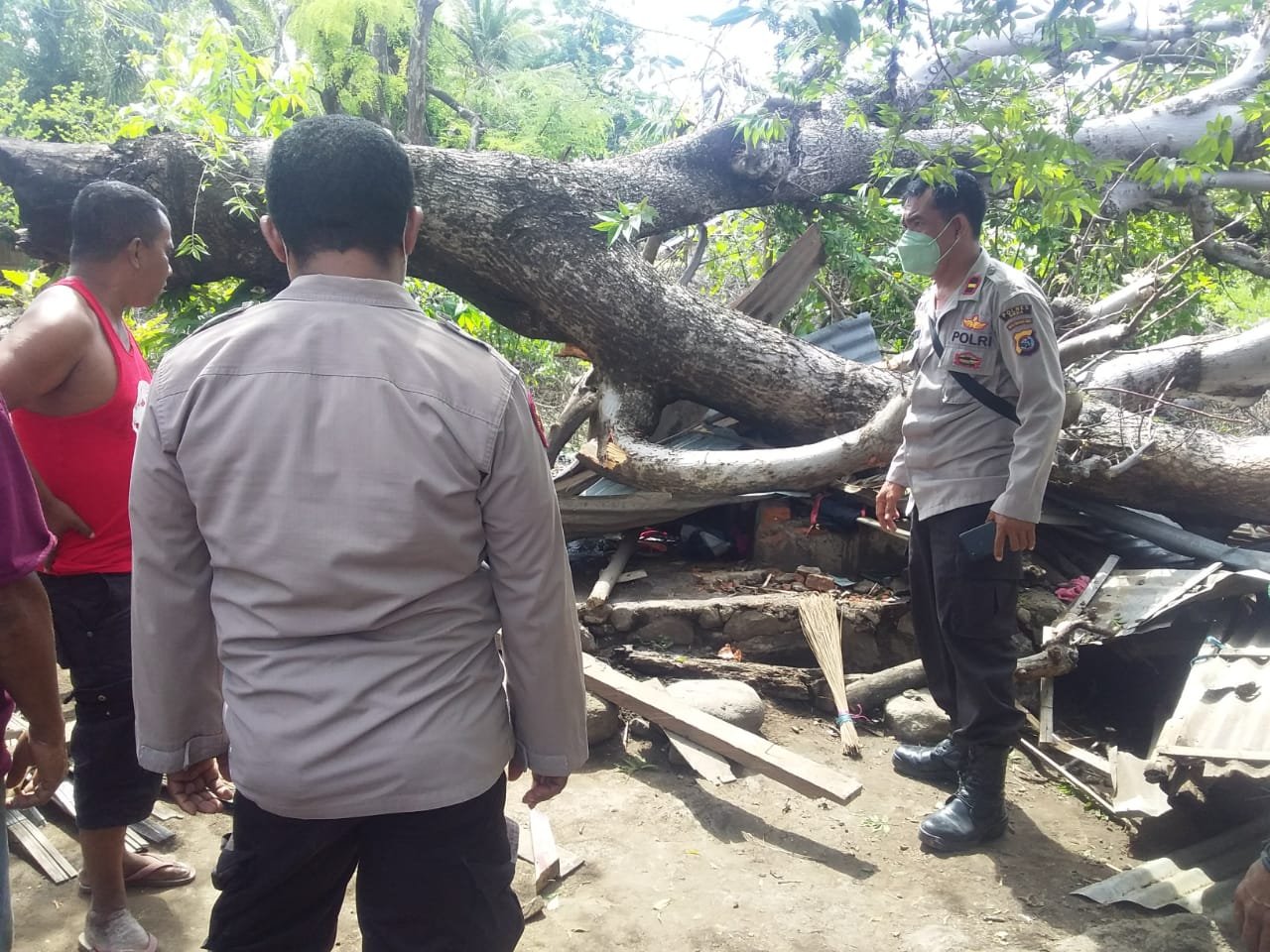 Pohon Reo Tua Tumbang Renggut Nyawa Seorang Perempuan Berusia 25 Tahun Warga Warga yang Sementara Mandi